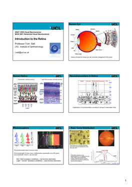 Introduction to Retina