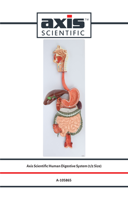 Axis Scientific Human Digestive System (1/2 Size)