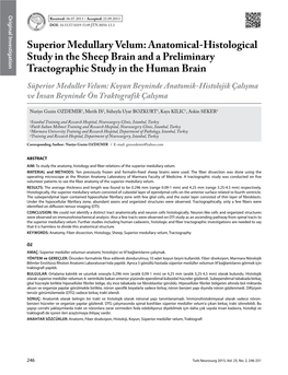 Superior Medullary Velum