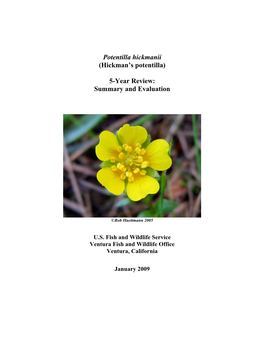 Hickman's Potentilla