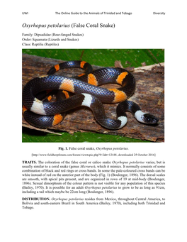 Oxyrhopus Petolarius (False Coral Snake)