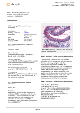 DKK1 Antibody (N-Terminus) Rabbit Polyclonal Antibody Catalog # ALS10601