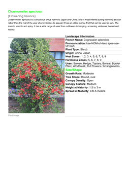 Chaenomeles Speciosa (Flowering Quince) Size/Shape