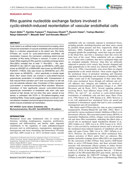 Rho Guanine Nucleotide Exchange Factors Involved in Cyclic-Stretch-Induced Reorientation of Vascular Endothelial Cells