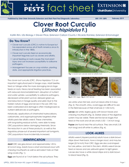 Clover Root Curculio (Sitona Hispidulus F.) Kaitlin Rim, USU Biology • Steven Price, Extension Carbon County • Ricardo Ramirez, Extension Entomologist