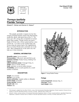 Torreya Taxifolia Florida Torreya1 Edward F