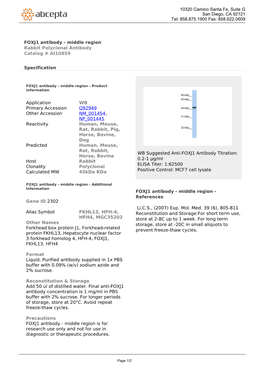 FOXJ1 Antibody - Middle Region Rabbit Polyclonal Antibody Catalog # AI10859