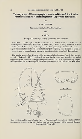 The Early Stages of Thaumatographa Eremnotorna Diakonoff & Arita With