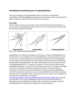 Identifying the British Species of Leptophlebiidae