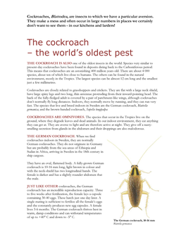 The Cockroach – the World’S Oldest Pest