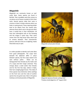 Megachile Megachile Are Commonly Known As Leaf- Cutter Bees