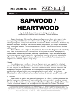 SAPWOOD / HEARTWOOD by Dr