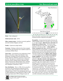 Scleria Pauciflora Willd. Few-Flowered Nut-Rush