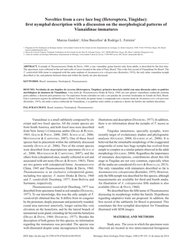 Novelties from a Cave Lace Bug (Heteroptera, Tingidae): First Nymphal Description with a Discussion on the Morphological Patterns of Vianaidinae Immatures