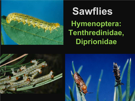 Sawflies Hymenoptera: Tenthredinidae, Diprionidae Sawfly Larvae Have Prolegs