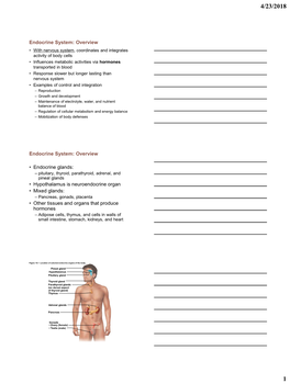 Endocrine System