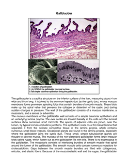 51 Gallbladder