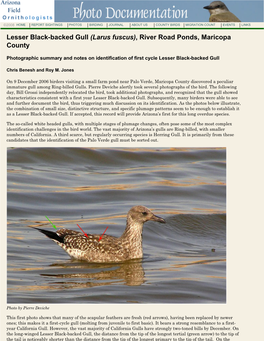 Lesser Black-Backed Gull (Larus Fuscus), River Road Ponds, Maricopa County