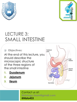 Small Intestine