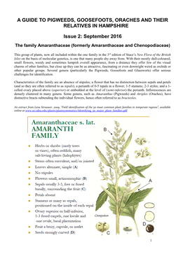 Amaranthaceae (Formerly Amaranthaceae and Chenopodiaceae)
