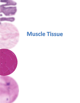 Lab-Muscle-2018.Pdf