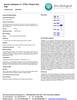 Human Cathepsin L1 / CTSL1 Protein (His Tag)