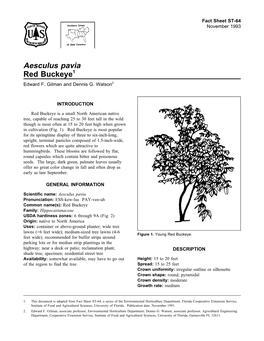 Aesculus Pavia Red Buckeye1 Edward F