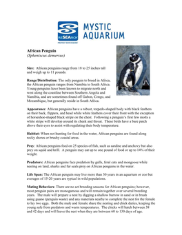 African Penguin (Spheniscus Demersus)