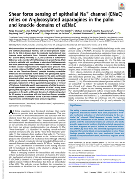 Shear Force Sensing of Epithelial Na+ Channel (Enac) Relies on N