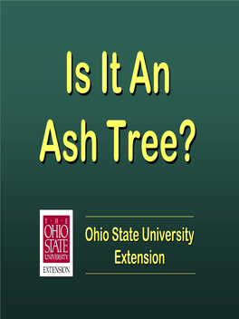 Ash Tree Identification for Home Owners