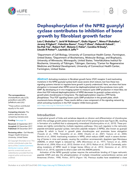 Dephosphorylation of the NPR2 Guanylyl Cyclase Contributes To