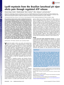 Lys49 Myotoxin from the Brazilian Lancehead Pit Viper Elicits Pain Through Regulated ATP Release