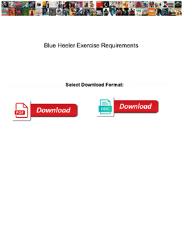 Blue Heeler Exercise Requirements
