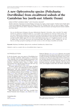 A New Ophryotrocha Species (Polychaeta: Dorvilleidae) From