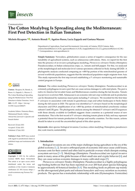 The Cotton Mealybug Is Spreading Along the Mediterranean: First Pest Detection in Italian Tomatoes