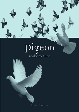 Pigeon Barbara Allen