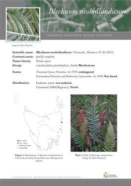 Blechnum Neohollandicum