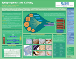 Epileptogenesis and Epilepsy