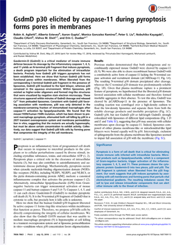 Gsdmd P30 Elicited by Caspase-11 During Pyroptosis Forms Pores in Membranes