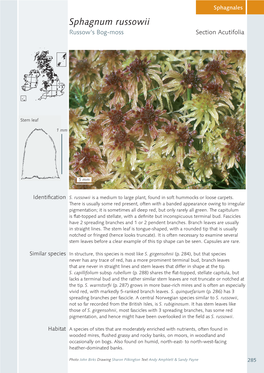 Sphagnum Russowii Russow’S Bog-Moss Section Acutifolia