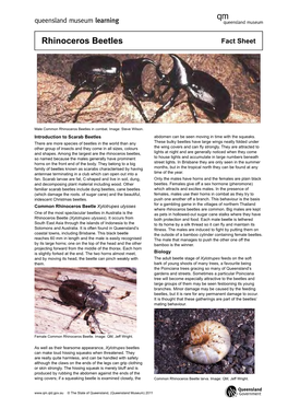 Rhinoceros Beetles Fact Sheet