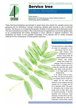 Service Tree Sorbus Domestica