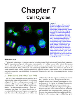 Chapter 7 Cell Cycles