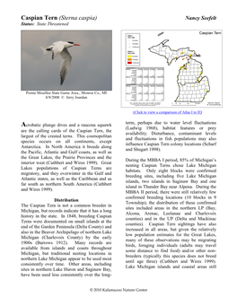 Caspian Tern (Sterna Caspia) Nancy Seefelt Status: State Threatened