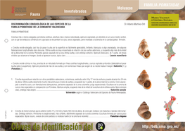 Fauna Invertebrados Moluscos FAMILIA POMATIIDAE