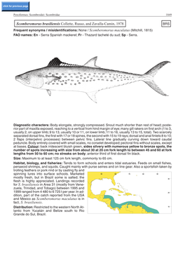 Scomberomorus Brasiliensis Collette, Russo, and Zavalla-Camin, 1978