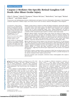Caspase-2 Mediates Site-Specific Retinal Ganglion Cell Death After Blunt Ocular Injury