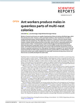 Ant Workers Produce Males in Queenless Parts of Multi-Nest Colonies Julia Giehr *, Lisa Senninger, Katja Ruhland & Jürgen Heinze