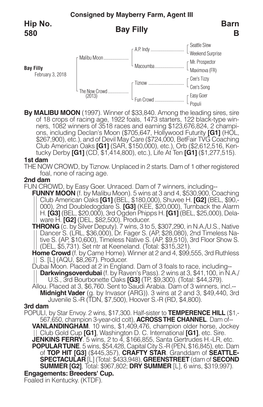 Bay Filly Barn B Hip No