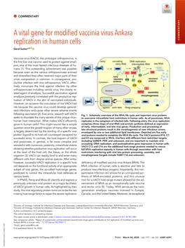 A Vital Gene for Modified Vaccinia Virus Ankara Replication in Human Cells COMMENTARY Gerd Suttera,B,1